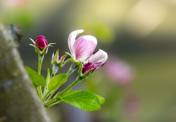 Kwiaty jabłoni wyrastające z gałęzi w słoneczny dzień - obrazy, fototapety, plakaty