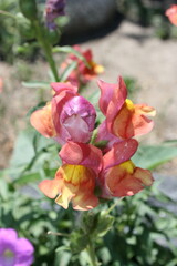 pink roses in garden