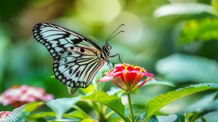 Fototapeta premium Butterfly on a flower in the garden, nature background.