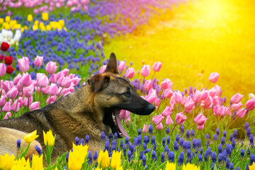 A dog yawning among the tulips. Dog sitting among tulips. Adorable dog in a colorful field of...