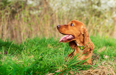 Red English cocker spaniel lies in the grass. The dog turned its head to the side. He shows his tongue. Hunter. The photo is blurred.