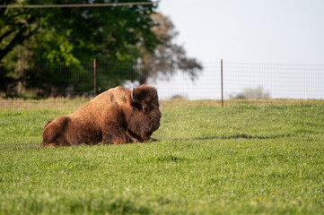 An American Bison bull resting in the green grass of a ranch meadow on a sunny evening on a Texas farm.