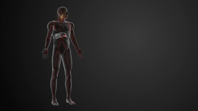 Prognosis and staging of Lymphoma
