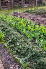 Gemüsebeet mit Rasenschnitt mulchen, Gartenarbeit, Selbstversorgung
