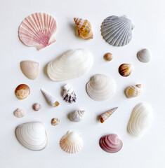 Collection of Seashells on white background