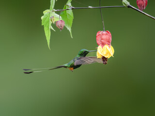 Peruvian-booted Racket-tail Hummingbird in flight collecting nectar from red yellow flower on green...