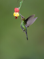 Violet-fronted Brilliant Hummingbird in flight collecting nectar from red yellow flower on green...