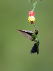 Violet-fronted Brilliant Hummingbird in flight collecting nectar from red yellow flower on green...