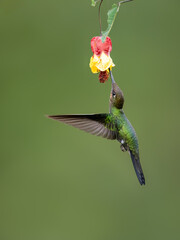 Fototapeta premium Violet-fronted Brilliant Hummingbird in flight collecting nectar from red yellow flower on green background