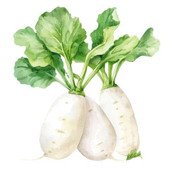 vegetable - Agreeable.daikon.illustration ,.watercolor