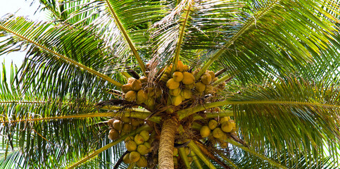 Photograph of a king coconut tree top with coconuts and branches. Wide photo.