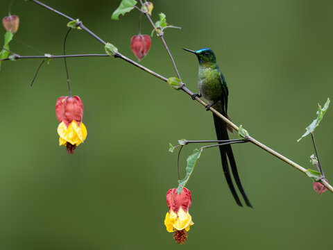 Long-tailed Sylph Hummingbird on tree branch on green background 