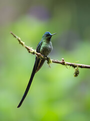 Long-tailed Sylph Hummingbird on tree branch on green background 
