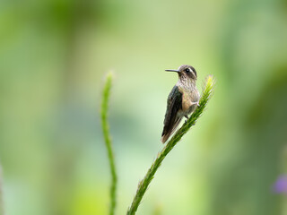 Fototapeta premium Speckled Hummingbird on plant's stem on green background 