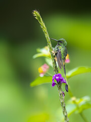 Fototapeta premium Peruvian-booted Racket-tail Hummingbird on plant's stem on green background 