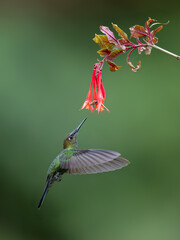 Violet-fronted Brilliant Hummingbird in flight collecting nectar from red flower on green background