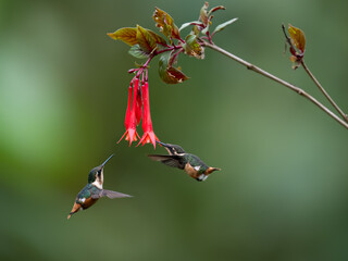 Fototapeta premium Two White-bellied Woodstar Hummingbirds in flight collecting nectar from red flower on green background