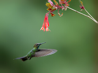 Violet-fronted Brilliant Hummingbird in flight collecting nectar from red flower on green background