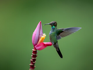 Violet-fronted Brilliant Hummingbird collecting nectar from pink flower on green background