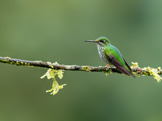 Fototapeta premium Peruvian-booted Racket-tail Hummingbird on mossy stick on green background