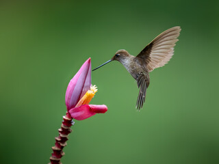 Bronzy Inca Hummingbird in flight collecting nectar from pink flower on green background