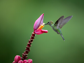 Violet-fronted Brilliant Hummingbird in flight collecting nectar from pink flower on green...