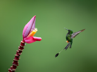 Fototapeta premium Peruvian-booted Racket-tail Hummingbird in flight collecting nectar from pink flower on green background