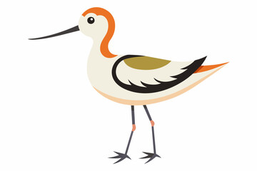 Fototapeta premium avocet bird vector illustration