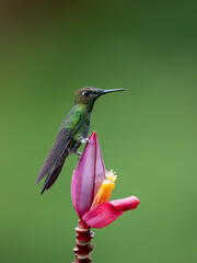 Violet-fronted Brilliant Hummingbird sitting on purple flower on green background
