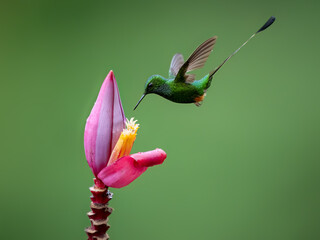 Peruvian-booted Racket-tail Hummingbird in flight collecting nectar from pink flower on green...