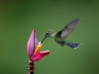 Fototapeta premium Violet-fronted Brilliant Hummingbird in flight collecting nectar from pink flower on green background