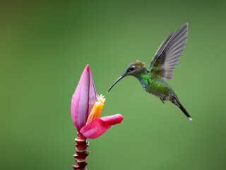 Fototapeta premium Violet-fronted Brilliant Hummingbird in flight collecting nectar from pink flower on green background