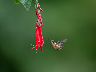 Fototapeta premium White-bellied Woodstar Hummingbird in flight collecting nectar from red flower on green background
