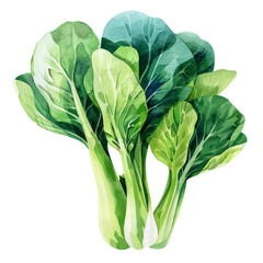 vegetable - Bok choy (Brassica rapa, variety chinensis). If harvested young, the plants are often sold as “baby bok choy” - obrazy, fototapety, plakaty