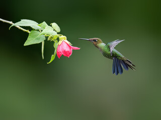 Obraz premium Violet-fronted Brilliant Hummingbird in flight collecting nectar from pink flower on green background