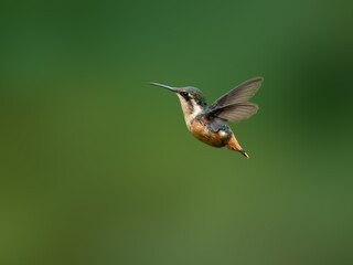 White-bellied Woodstar Hummingbird in flight on green background