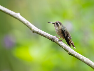 Naklejka premium Speckled Hummingbird on stick on green background 