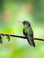 Fototapeta premium Green-fronted Lancebill hummingbird on stick against green background