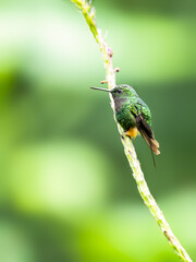 Fototapeta premium Peruvian-booted Racket-tail on stick against green background