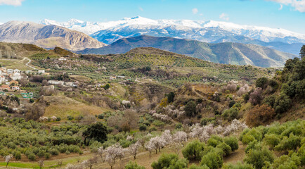 Flowered Almond trees near Beas de Granada , Spain