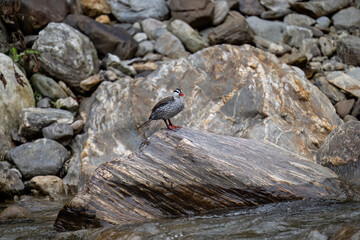 Rare Male Torrent duck  in the mountain river with stones, Ecuador
