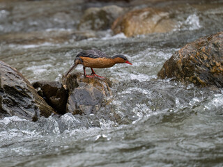 Rare Female Torrent duck  in the mountain river with stones, Ecuador
