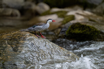 Rare Male Torrent duck  in the mountain river with stones, Ecuador