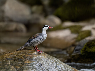 Rare Male Torrent duck  in the mountain river with stones, Ecuador