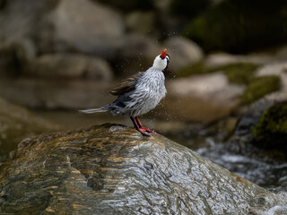 Rare Male Torrent duck  in the mountain river with stones, Ecuador