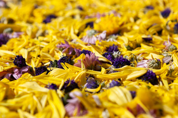 Beautiful yellow and violet dried flowers background. Floral pattern photo.