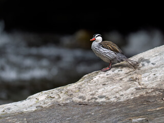 Rare Male Torrent duck  in the mountain river with stones, Ecuador