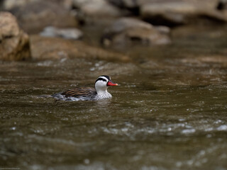 Rare Male Torrent duck swimming  in the mountain river with stones, Ecuador