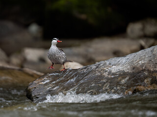 Rare Male Torrent duck  in the mountain river with stones, Ecuador