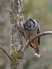 Northern Hawk Owl on tree branch against gray brown blur background